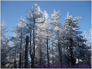 zimowe-drzewa.jpg